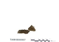 藏品(球根真苔)的圖片